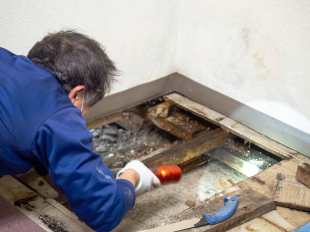 Best Certified Mold Removal  in Mableton, GA