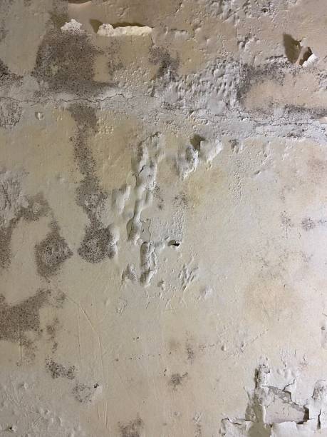 Best Certified Mold Removal  in Mableton, GA