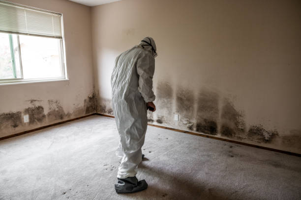 Best Toxic Mold Removal  in Mableton, GA