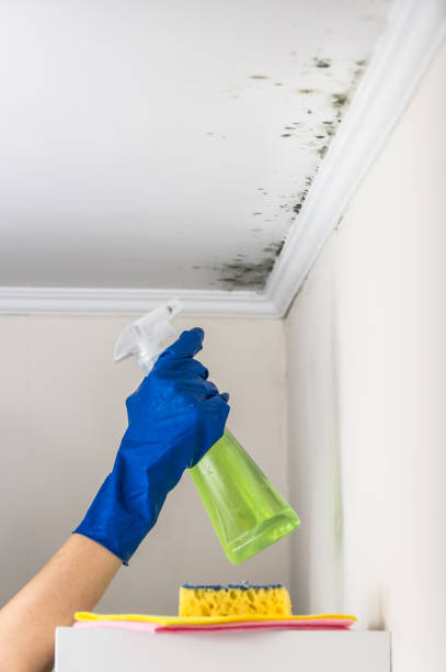 Best Commercial Mold Removal  in Mableton, GA